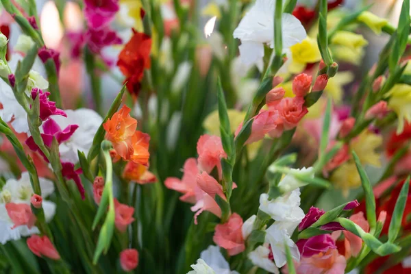 Beautiful View Colorful Flowers Garden — Stock Photo, Image