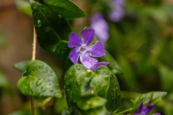 Гарна Фіолетова Квітка Після Дощу — стокове фото