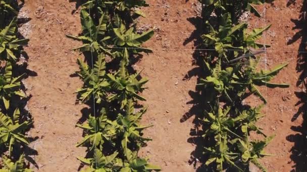 Primer Plano Una Planta Que Crece Plantación — Vídeos de Stock