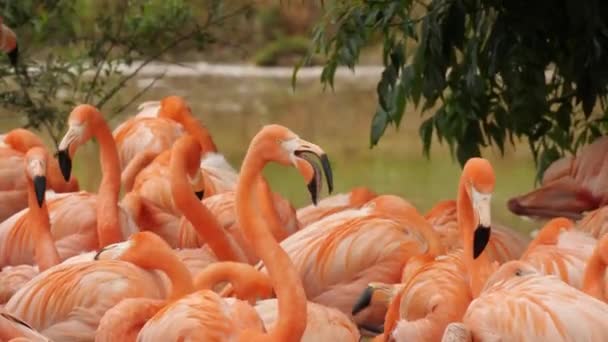 Piękne Flamingi Parku — Wideo stockowe