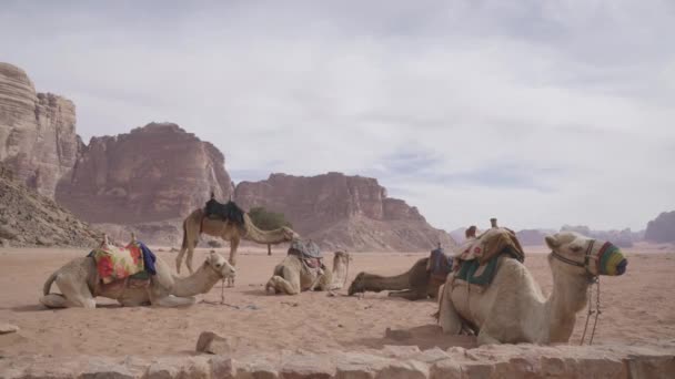 Cammello Nel Deserto — Video Stock