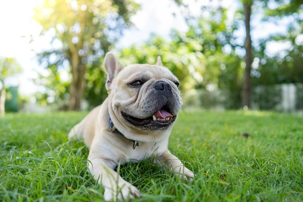 Een Schattige Witte Franse Bulldog Liggend Het Gras Een Tuin — Stockfoto