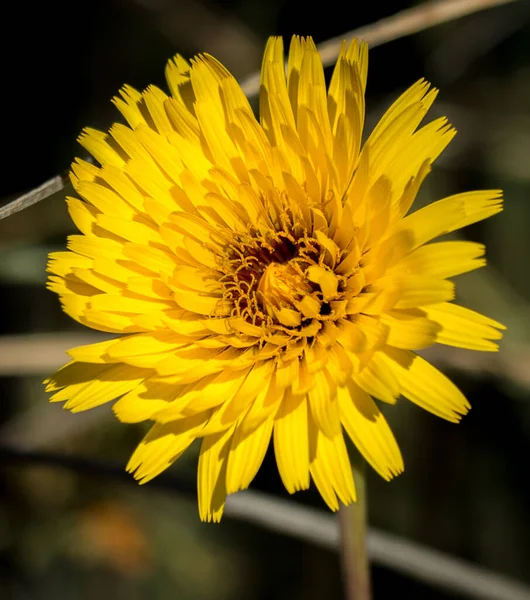 Close Seletivo Uma Flor Dente Leão Amarelo — Fotografia de Stock