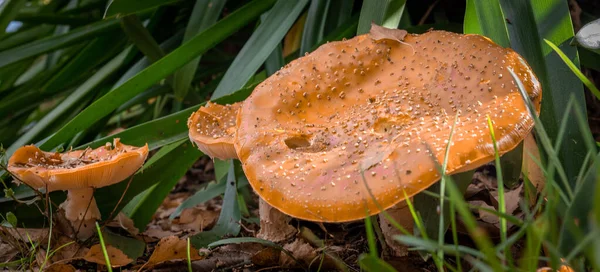 Gros Plan Champignons Toxiques Dans Une Forêt — Photo