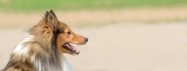 Collie Marrone Piedi Nel Campo — Foto Stock