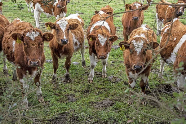 Крупный План Выпаса Коров — стоковое фото