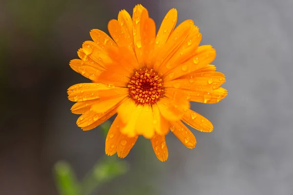 Detailní Záběr Rozkvetlého Oranžového Marigoldového Květu Kapkami Deště — Stock fotografie