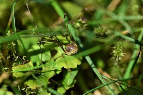 Enfoque Selectivo Caracol Una Hoja Verde Bajo Luz Del Sol — Foto de Stock