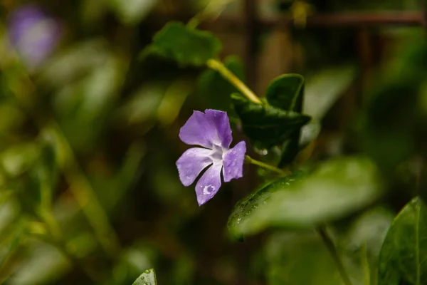 Гарна Фіолетова Квітка Після Дощу — стокове фото