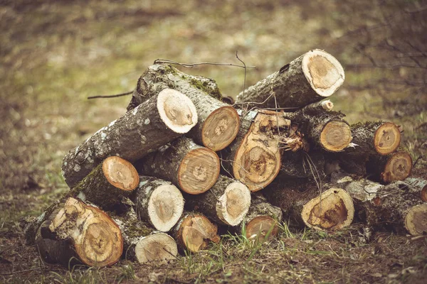 Closeup Shot Stocks Firewood Logs Forest — Stock Photo, Image