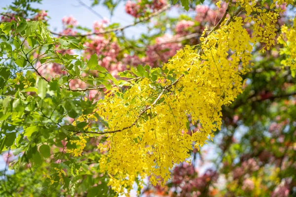 Ramo Florescendo Amarelo Uma Árvore Wattle Mudgee — Fotografia de Stock