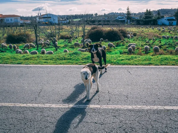 Пара Черно Белых Пастушьих Собак Пустой Сельской Улице Стадом Овец — стоковое фото