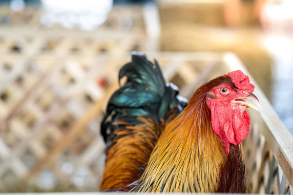 木製の檻の中の鶏の選択的フォーカスショット — ストック写真