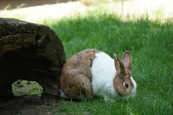 Rozkošný Králík Venku Trávníku Slunečného Dne — Stock fotografie