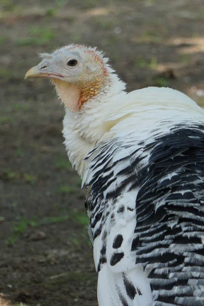 Een Portret Van Een Kalkoen Buiten Bij Daglicht — Stockfoto