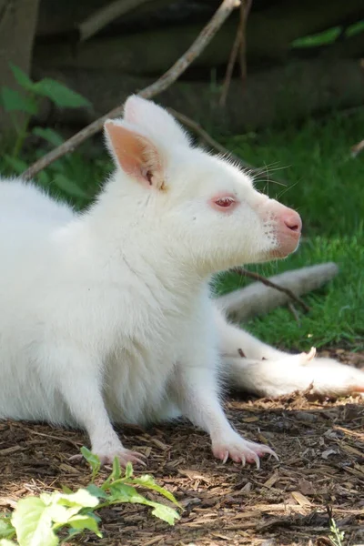 Pequeno Canguru Albino Livre Dia Ensolarado — Fotografia de Stock
