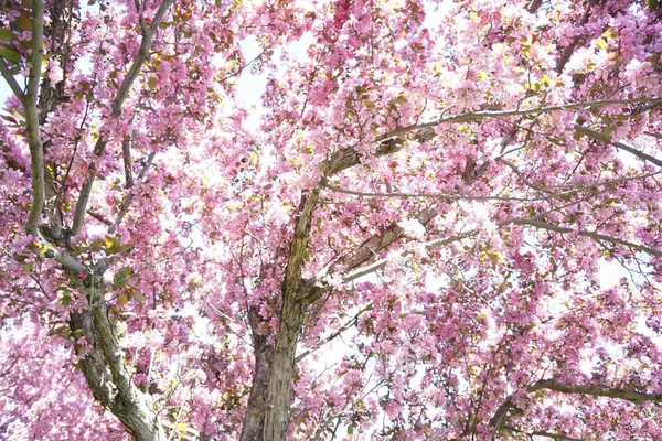 Gros Plan Fleurs Roses Cerisier Fleurs Dans Jardin — Photo