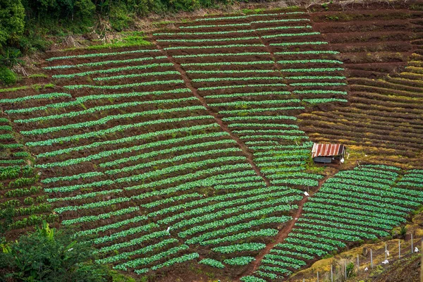 View Terraced Vegetable Garden Sloped Mountain Asia — Stock Photo, Image