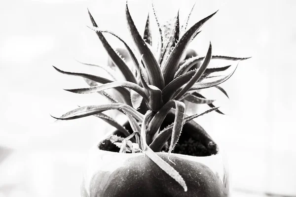 Una Toma Escala Grises Aloe Maceta Sobre Fondo Blanco — Foto de Stock