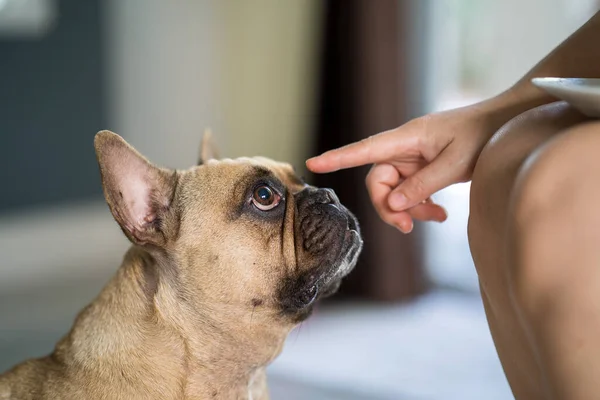 Closeup Fawn French Bulldog Looking Child Finger — Φωτογραφία Αρχείου