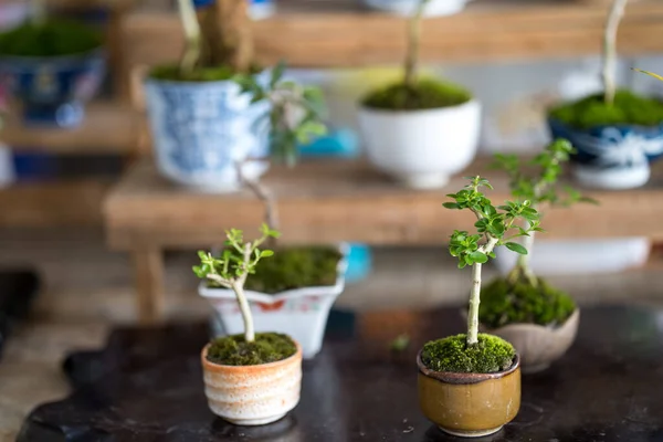 Sebuah Fokus Tembakan Selektif Pohon Bonsai Kecil Dalam Pot Keramik — Stok Foto