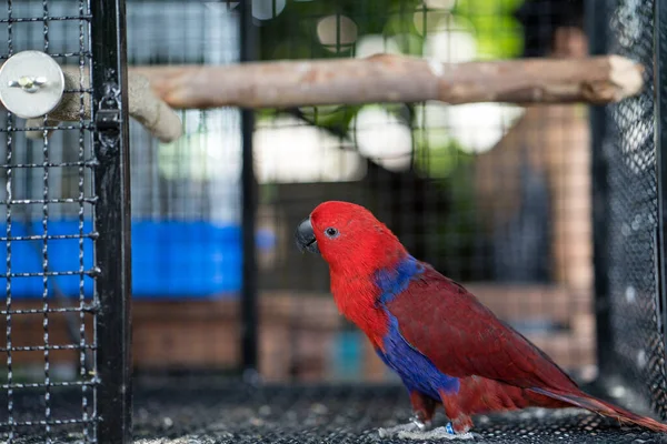 鸟笼里一只彩色鹦鹉的特写镜头 — 图库照片
