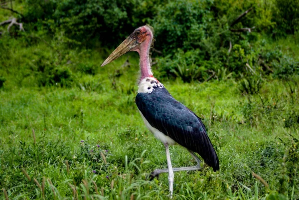 Seletivo Uma Cegonha Marabou Floresta Verde — Fotografia de Stock