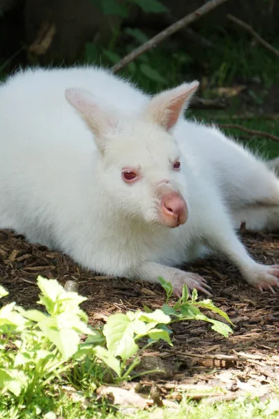 Güneşli Bir Günde Açık Havada Küçük Bir Albino Kanguru — Stok fotoğraf