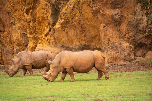 마리의 커다란 코뿔소 — 스톡 사진