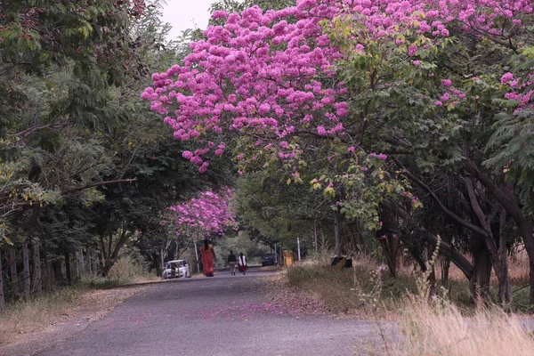 Bela Árvore Roxa Florescendo Rhododendron Parque — Fotografia de Stock