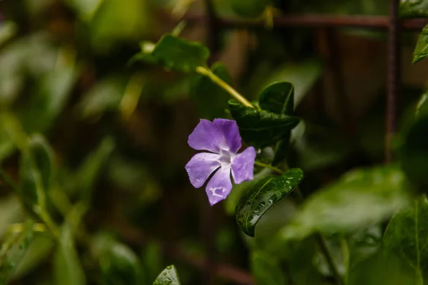 花园里的一朵紫色的花 — 图库照片