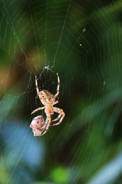 Tiro Vertical Uma Aranha Jardim Europeia Uma Teia Aranha Campo — Fotografia de Stock