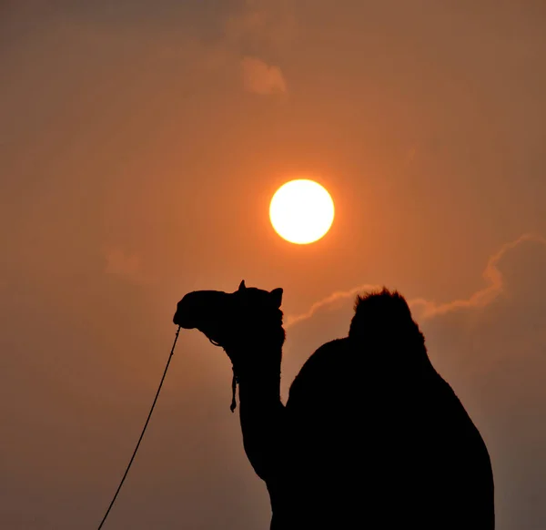 Silueta Velblouda Proti Krásnému Kulatému Slunci Pozadí — Stock fotografie