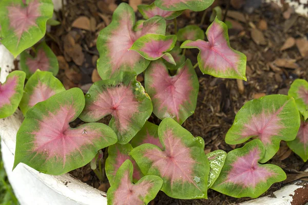 Penutup Dari Daun Lace Tanaman Tanah Tanah — Stok Foto