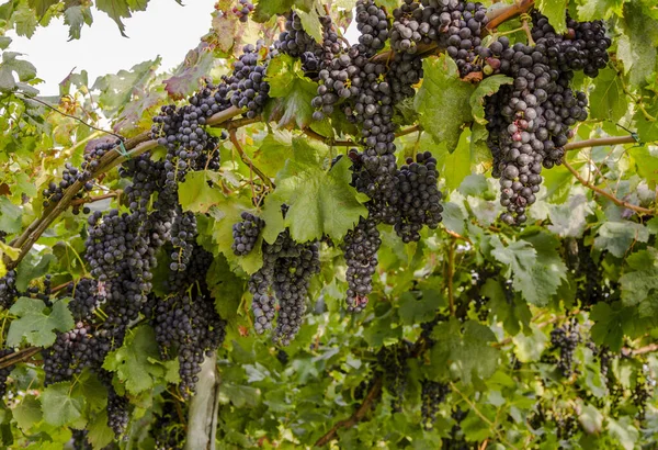 Velhas Fileiras Uma Vinha Com Uvas Azuis — Fotografia de Stock