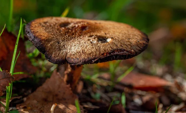 Closeup Poisonous Mushrooms Forest — Stock Photo, Image