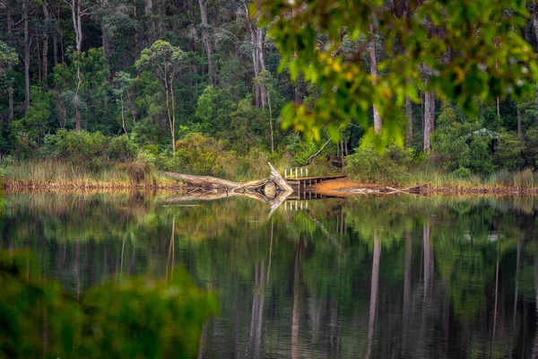 Gölde Yansıması Olan Güzel Bir Orman — Stok fotoğraf