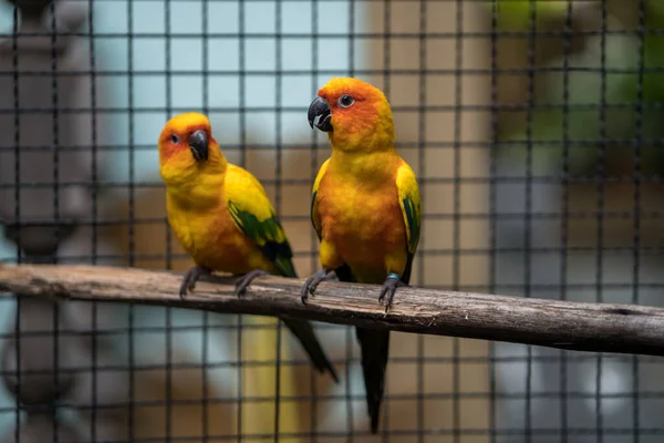 Ahşap Bir Sopaya Konmuş Renkli Papağanların Yakın Plan Çekimi — Stok fotoğraf