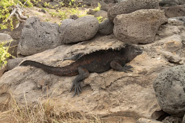 A large Australian tree lizard on rocks