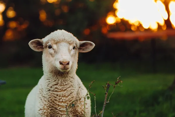 Трохи Вівці Зеленому Пасовищі Заході Сонця — стокове фото
