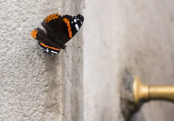 Closeup Shot Beautiful Black Butterfly Orange Patterns Seated Wall — Stock Photo, Image