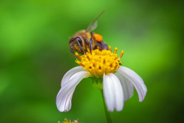 Közelkép Egy Aranyos Bolyhos Méhről Amint Nektárt Gyűjt Egy Százszorszépből — Stock Fotó