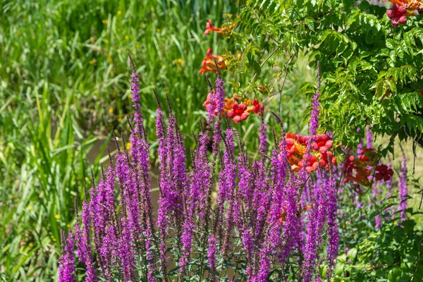 Een Close Shot Van Eik Salie Bloemen Groeiend Tuin — Stockfoto