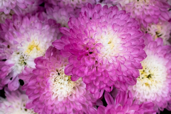 Primer Plano Plantas Con Flores Crisantemo Púrpura Creciendo Jardín — Foto de Stock