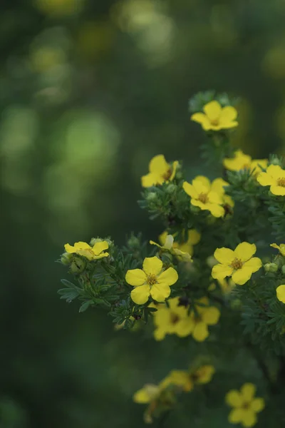 Close Flores Amarelas Primavera Jardim — Fotografia de Stock