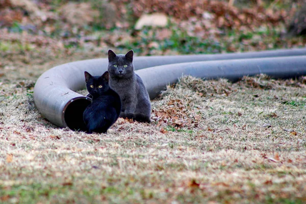在公园里 有选择地坐在地上的黑猫和灰猫 — 图库照片