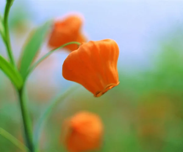 Selectivo Una Naranja Linterna China Lirio Sandersonia Flor Jardín — Foto de Stock