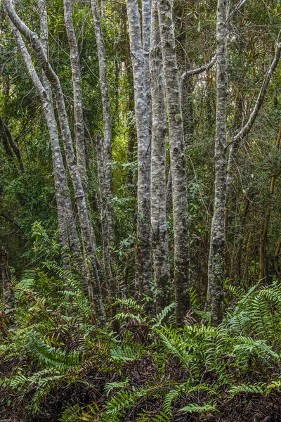 Vertical Shot Growing Tall Trees Forest — Stock Photo, Image