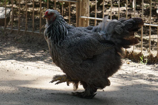 Brahma chicken stock photo. Image of chicken, bird, gray - 39779202