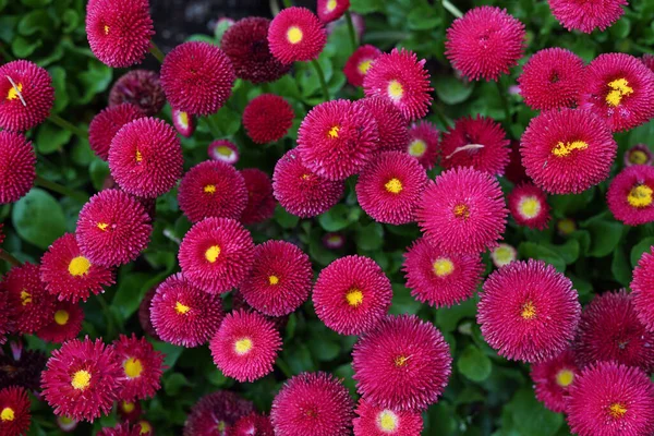 Campo Flores Rosa Aster Luz Dia — Fotografia de Stock